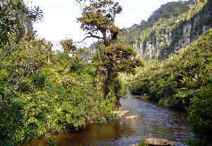 Image of: Rain forest